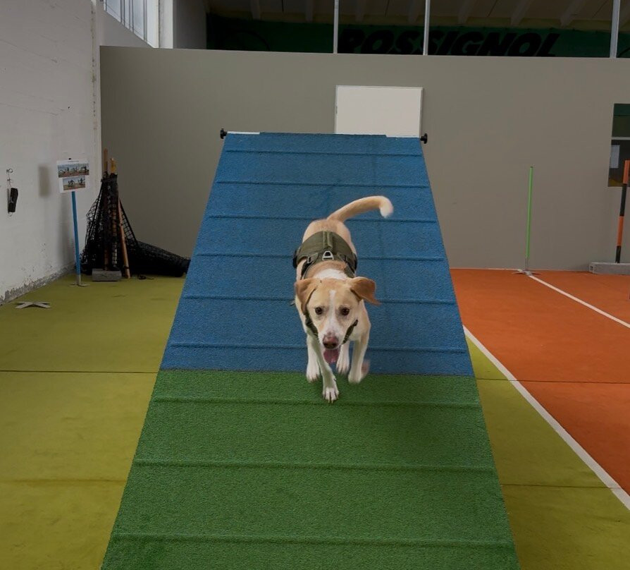 Hunderesort Waldeck - 4 Sterne Urlaub Mit Hund主图