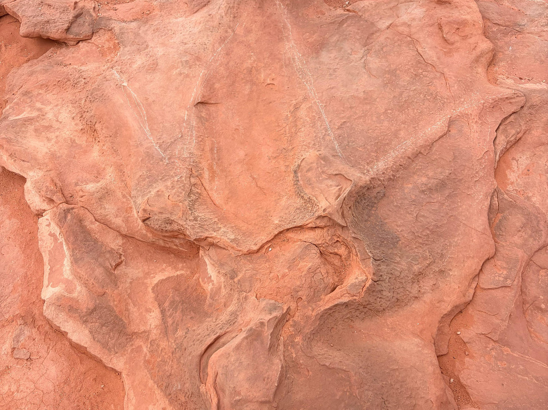 Dinosaur Tracks-蒂巴城必去景点