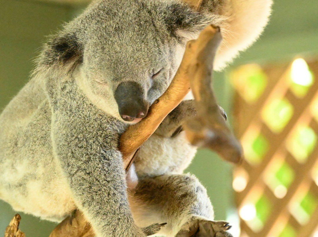 Featherdale Sydney Wildlife Park-Doonside必去景点