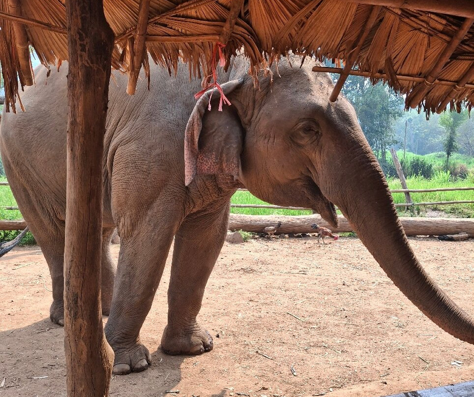 Pon Elephant Thailand-清迈必去景点