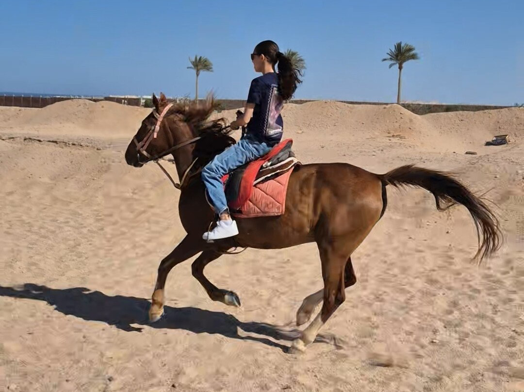 Gamila Stable Club Horse and Camel Riding-马卡迪湾必去景点