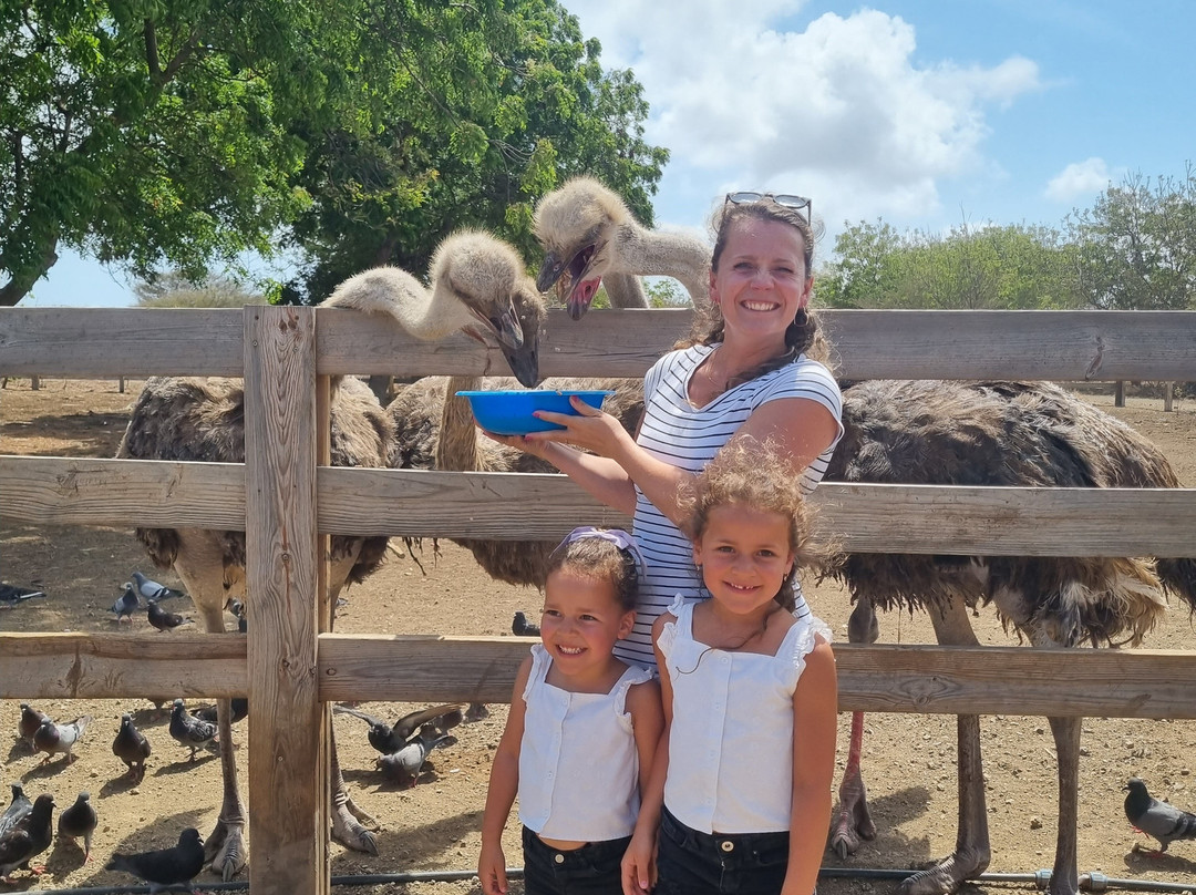 Curacao Ostrich Farm-库拉索必去景点