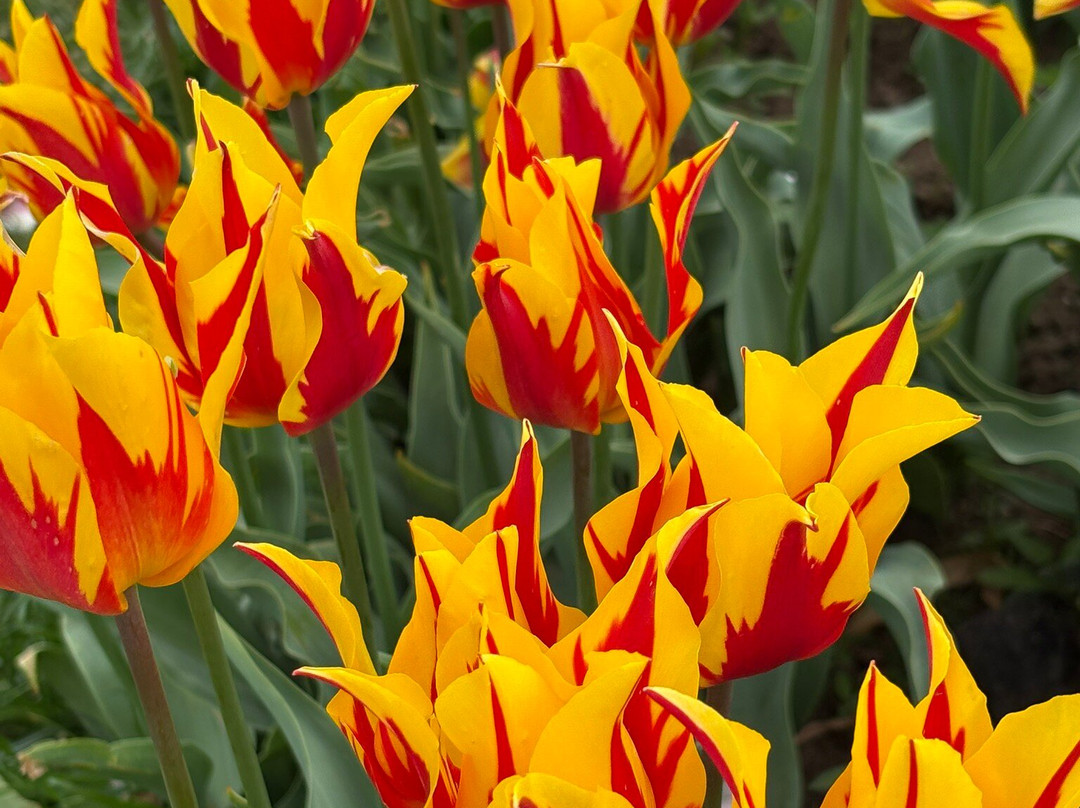 Tulleys Tulip Garden - Warwickshire-沃里克必去景点