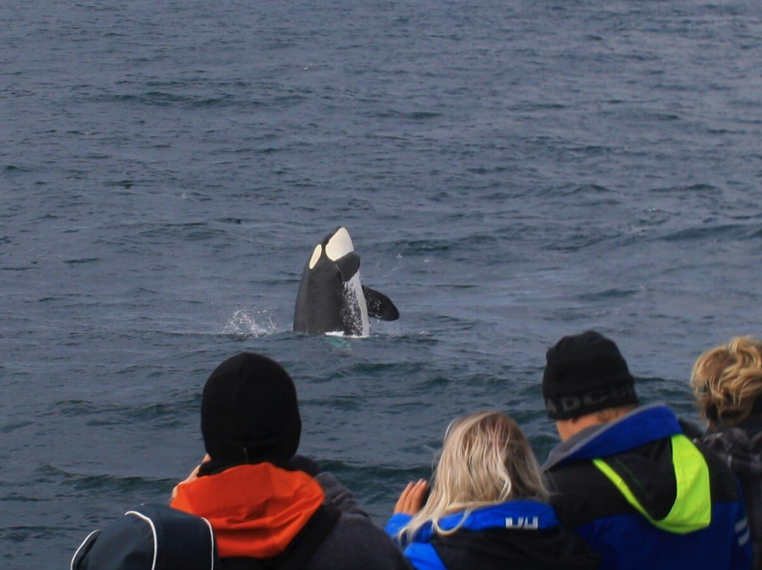 Arctic Whale Tours - Andenes-Andenes必去景点