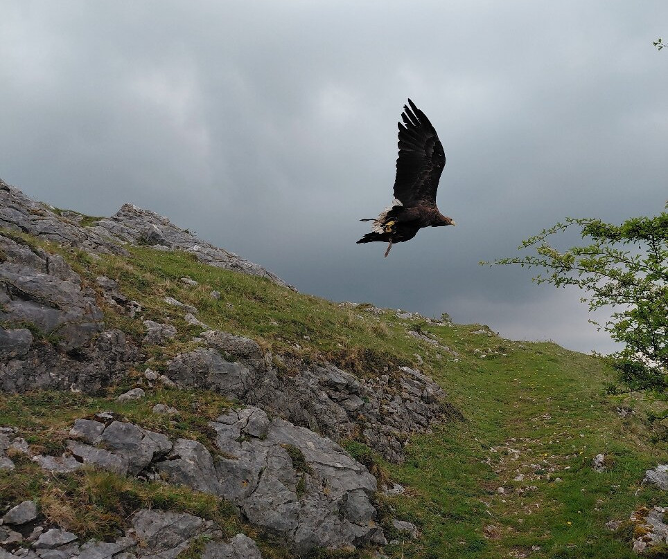 Wings Of Wales-布雷肯比肯斯国家公园必去景点