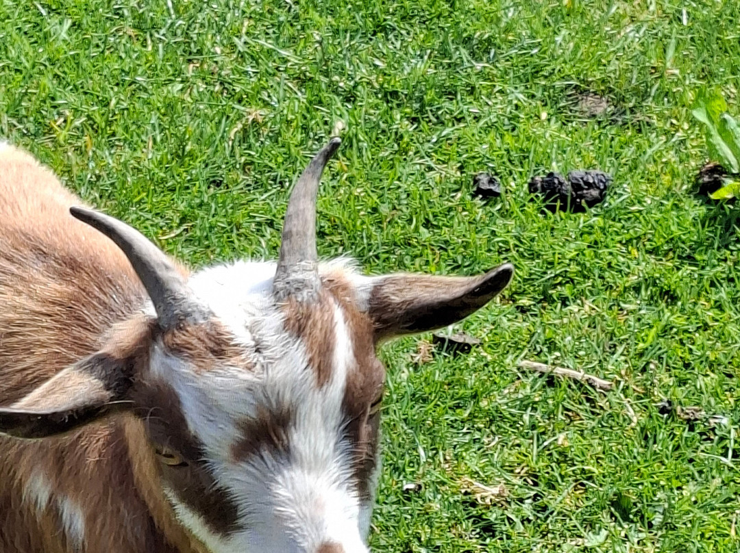 Middle England Farm Alpacas-Henley in Arden必去景点