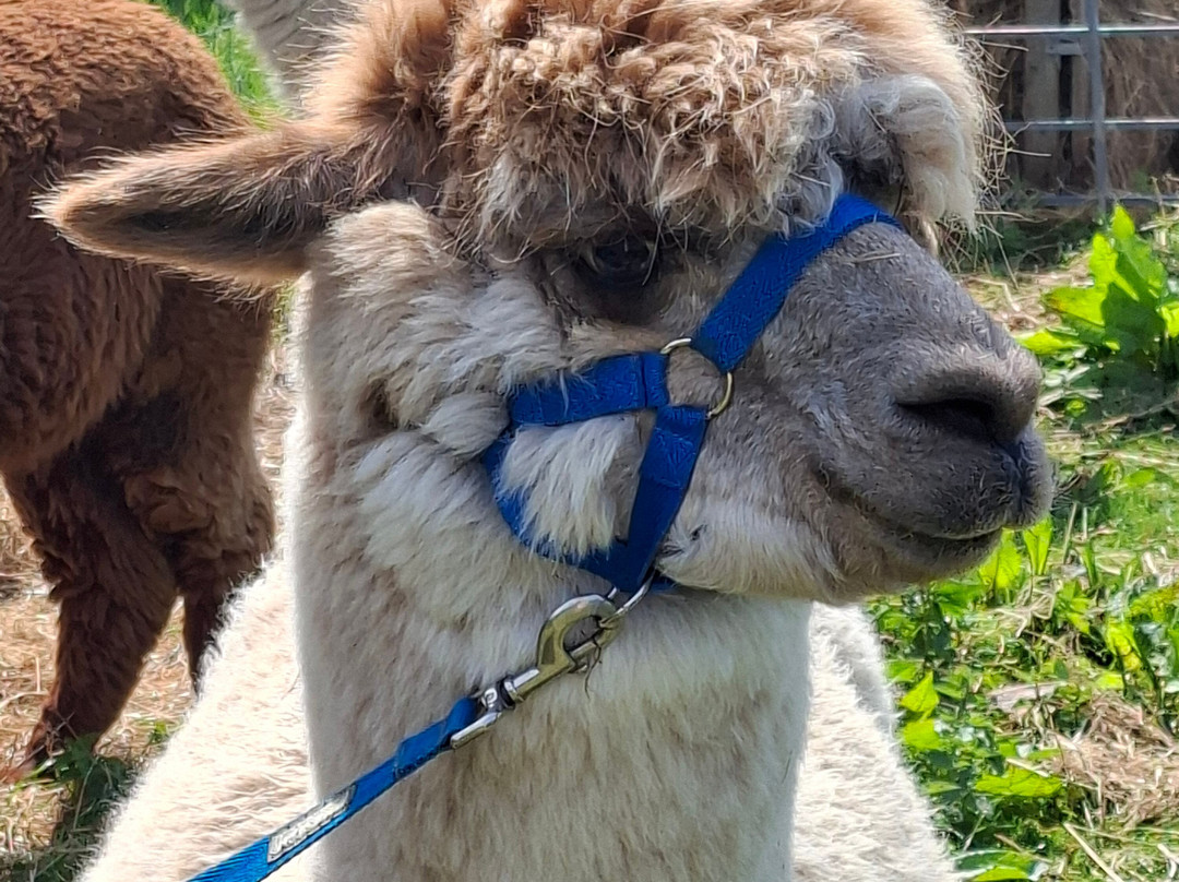 Middle England Farm Alpacas-Henley in Arden必去景点