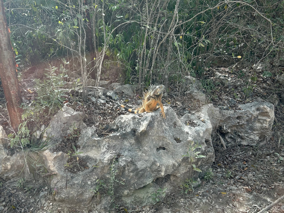 Cayman Crystal Caves-大开曼岛必去景点