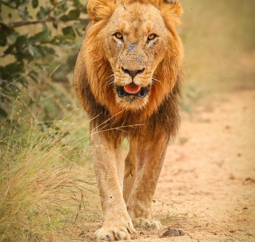 Kruger National Park Safari Specialists - Tours & Safaris-白河必去景点