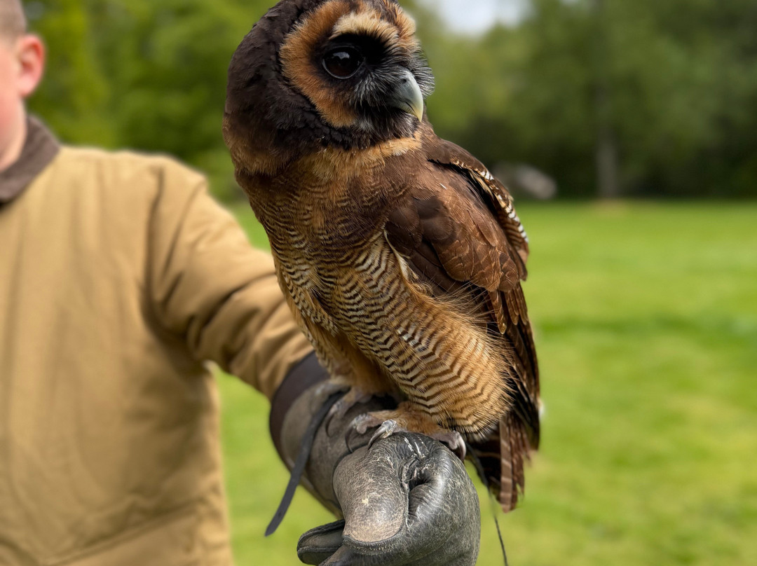 Dalhousie Castle Falconry-邦尼里格必去景点