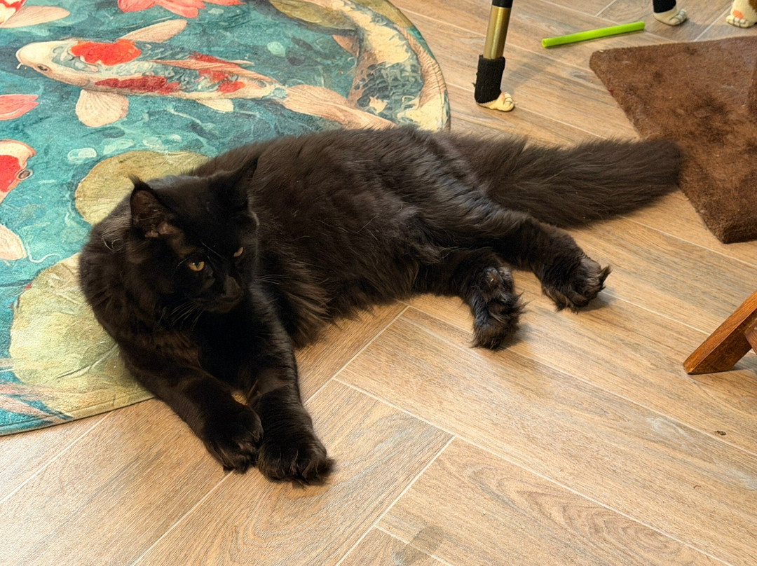 The Scratching Post Cat CAfe