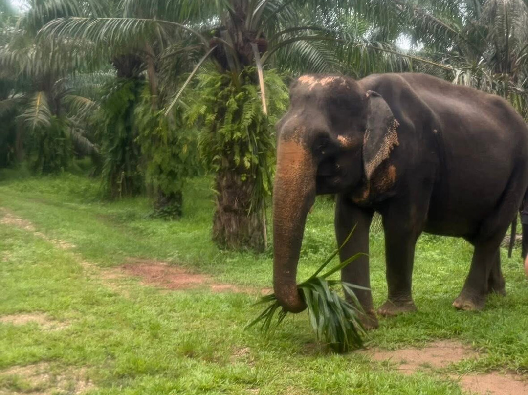 Krabi Elephant Sanctuary-甲米必去景点