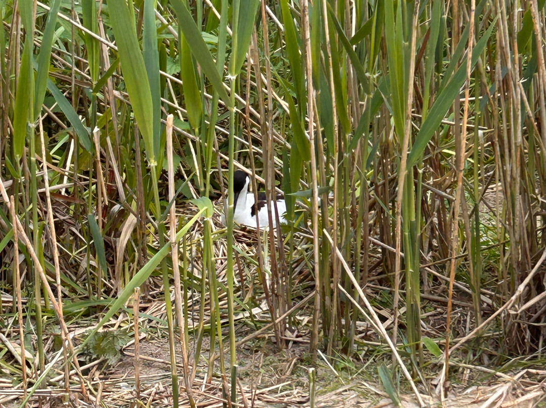 Pensthorpe-Fakenham必去景点