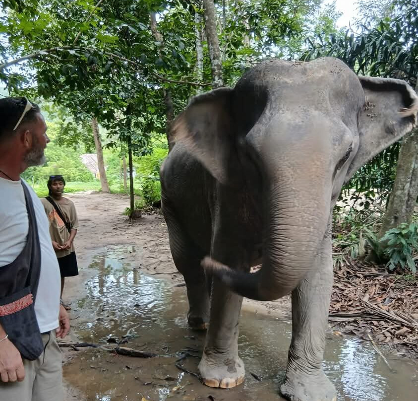 Phangan Elephant Sanctuary-帕岸岛必去景点