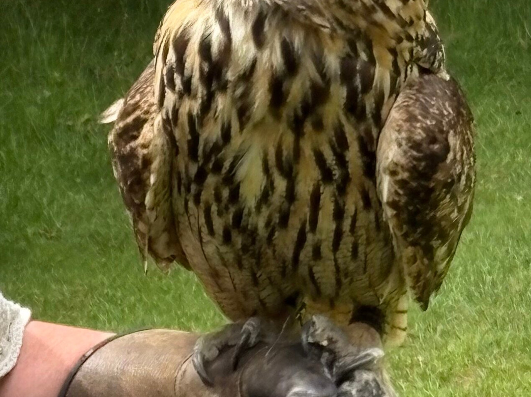 Mercer Falconry Raptor Park-Farnsfield必去景点