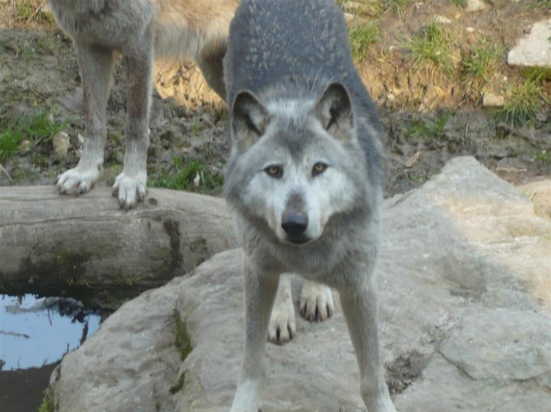 Parc Animalier De Sainte-croix-Rhodes必去景点