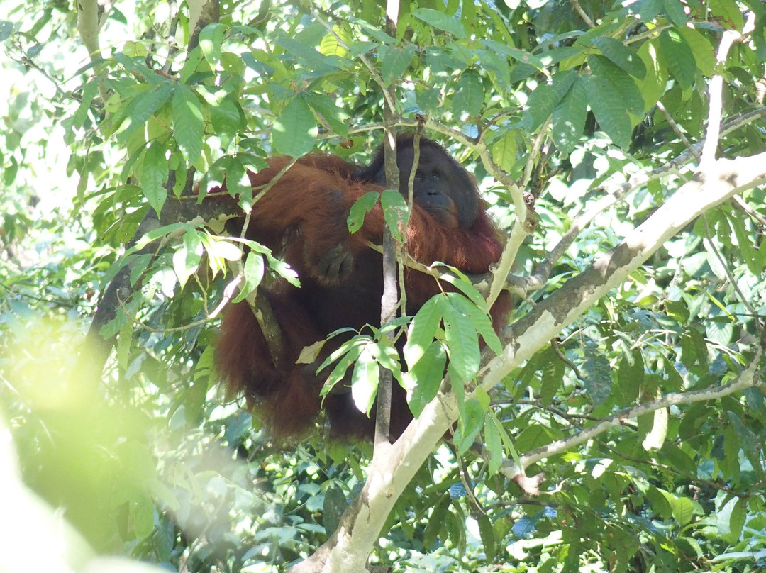 Borneo Eco Tours-亚庇必去景点