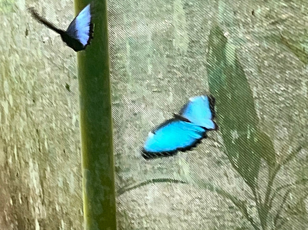 Royal Butterflies-哈科必去景点