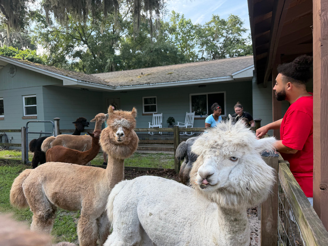 Shady Rest Alpacas