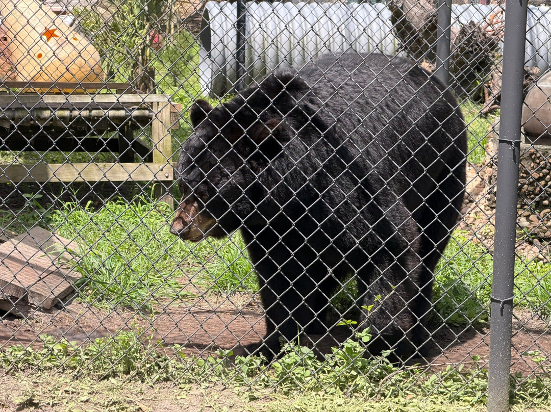 Catty Shack Ranch Wildlife Sanctuary-杰克逊维尔必去景点