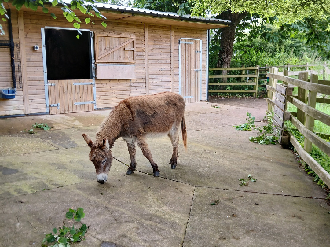 The Donkey Sanctuary-西德茅斯必去景点