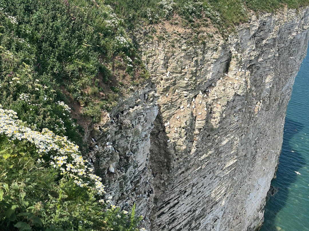 RSPB Bempton Cliffs-Bempton必去景点