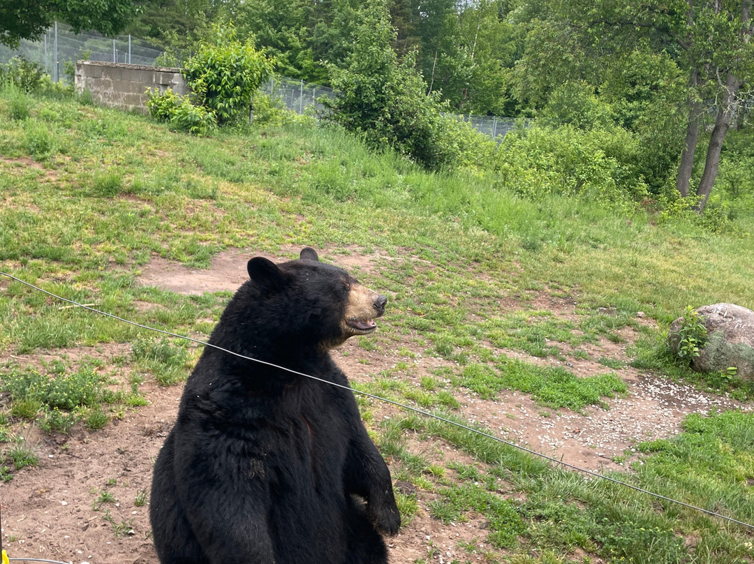 Oswald's Bear Ranch-Newberry必去景点