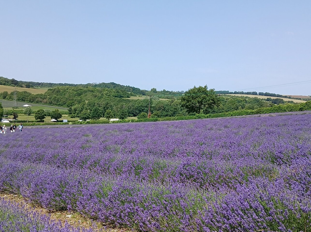 Castle Farm Shop-Shoreham必去景点