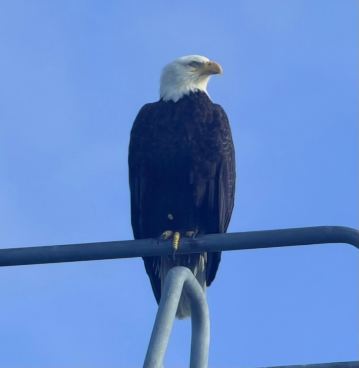 Glacier Bay's Bear Track Inn-旅行者