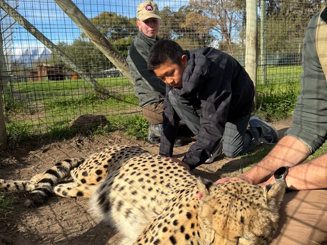 Cheetah Outreach - Somerset West-西索美塞必去景点