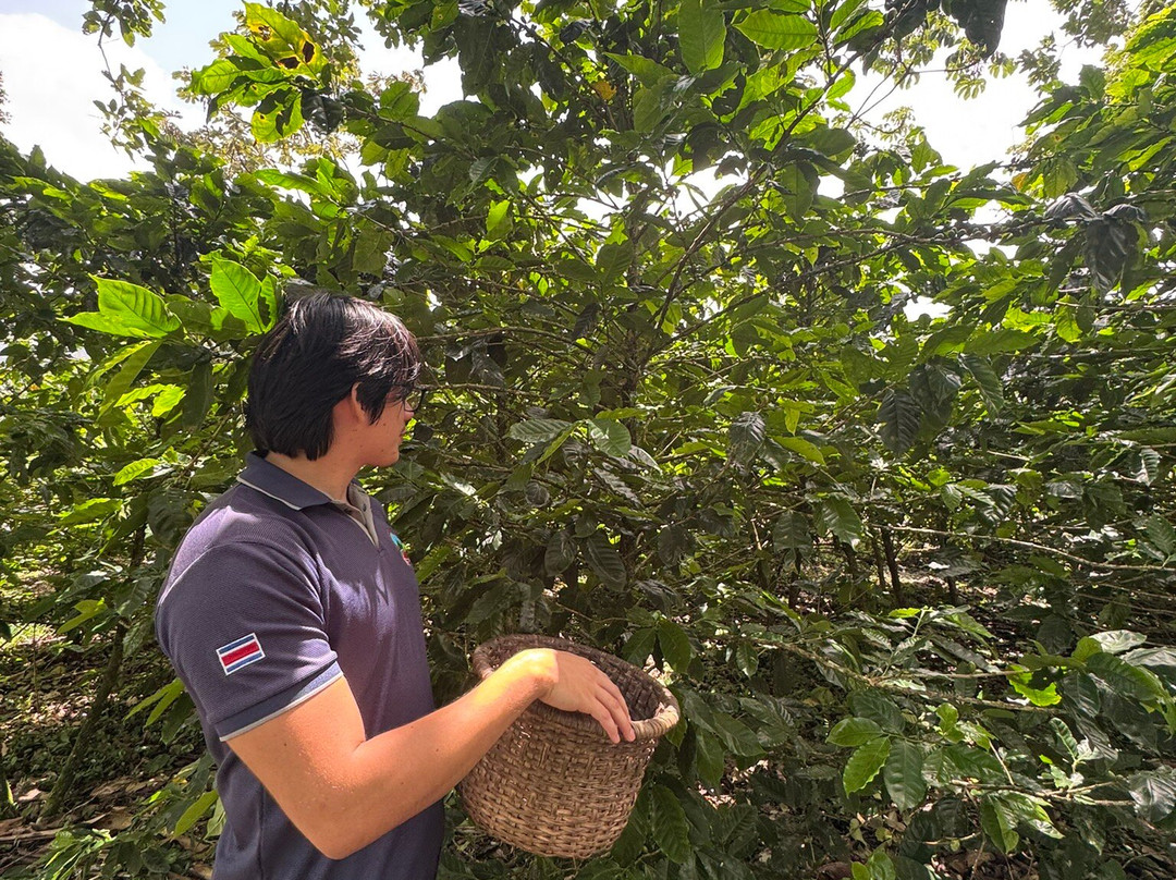 Cafe & Cacao Tour Bijagua-Bijagua de Upala必去景点