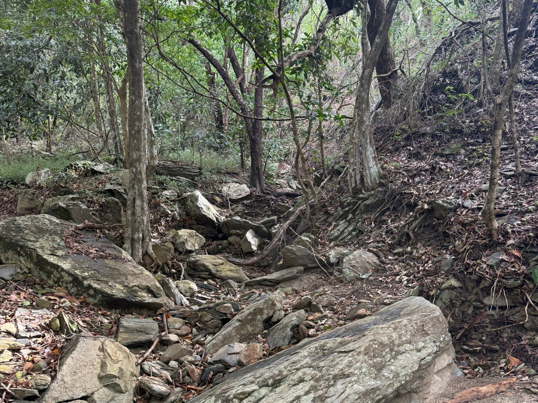 Wangetti Trail-棕榈湾必去景点