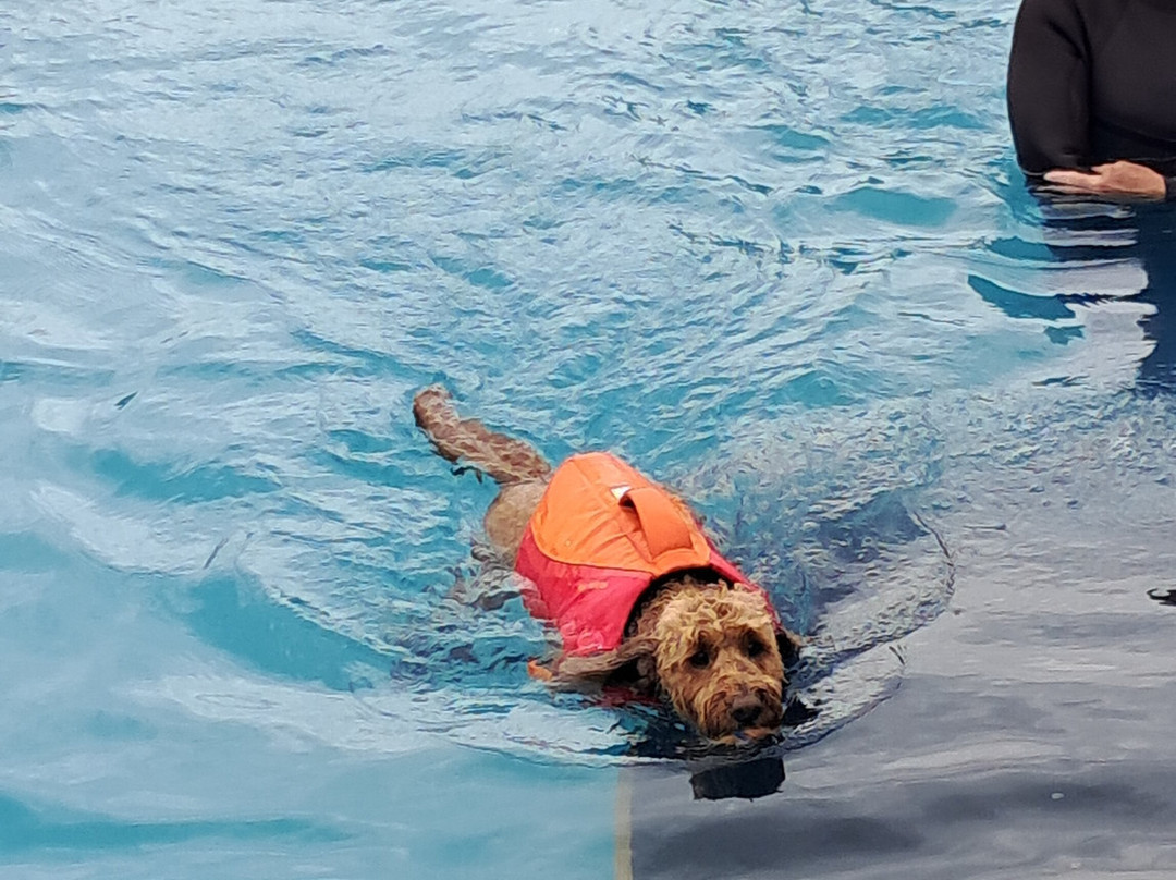 Swim Dog-纽奎必去景点