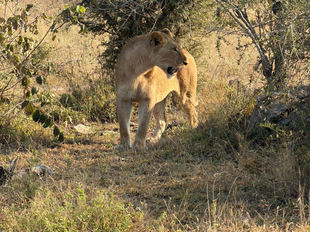 Ates Africa - Tours & Safaris-开普敦中心区必去景点