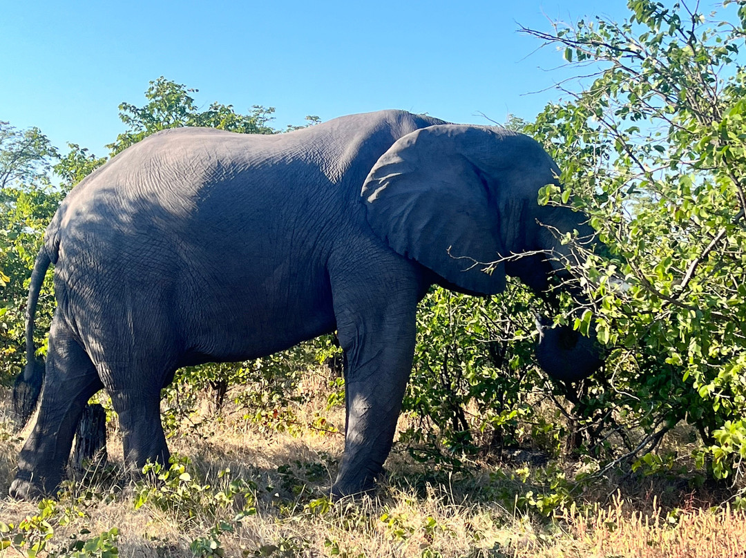 Moremi Wildlife Reserve-莫雷米野生动物保护区必去景点