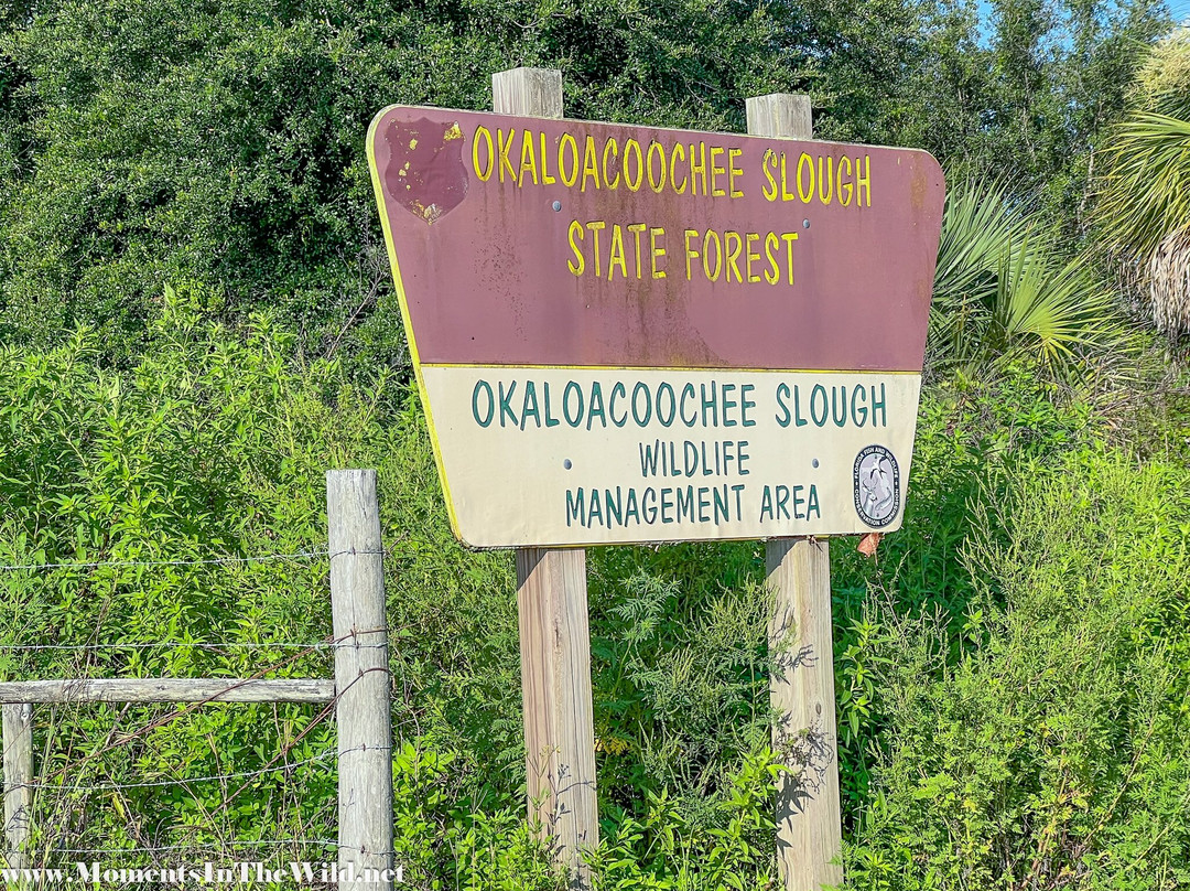 Okaloacoochee Slough State Forest-Felda必去景点