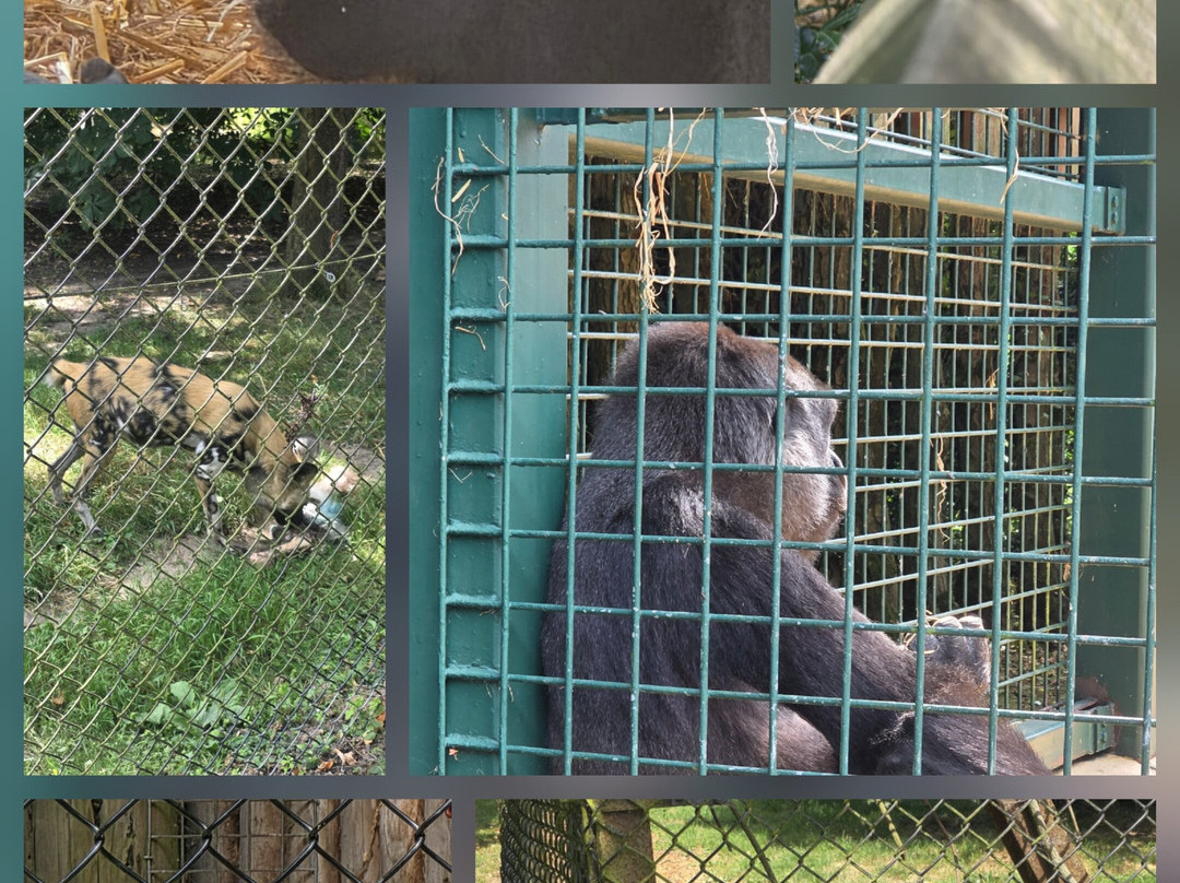 Howletts Wild Animal Park-坎特伯雷必去景点