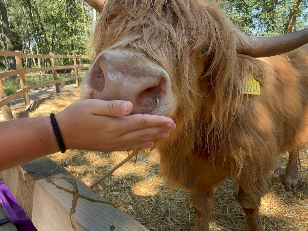Rhosyn Farm Highland Cattle Experiences-Barton under Needwood必去景点