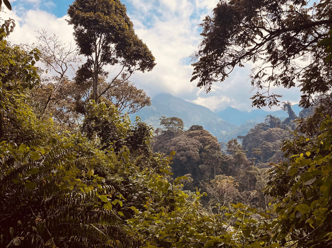 Rwenzori Lobelia Travels