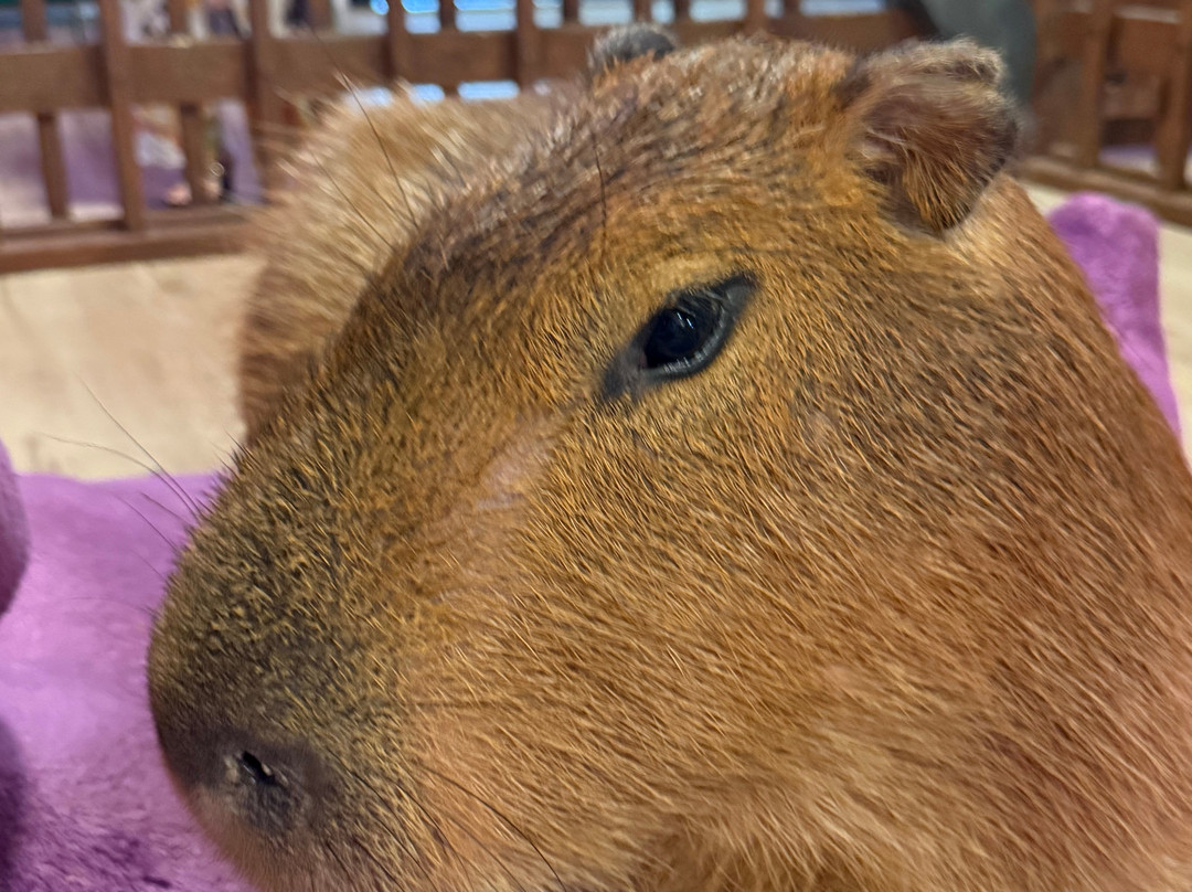 Wild Encounters - A Capybara Cafe-巴拿马城海滩必去景点