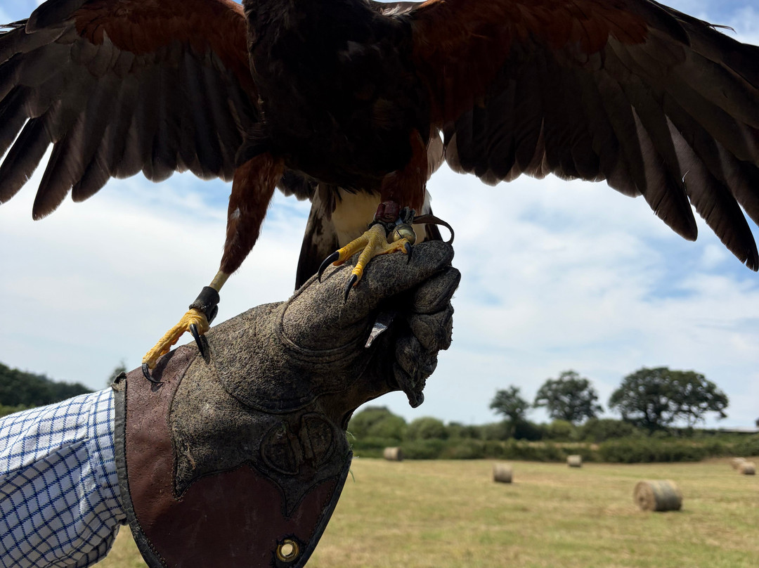 North Devon Hawk Walks-South Molton必去景点