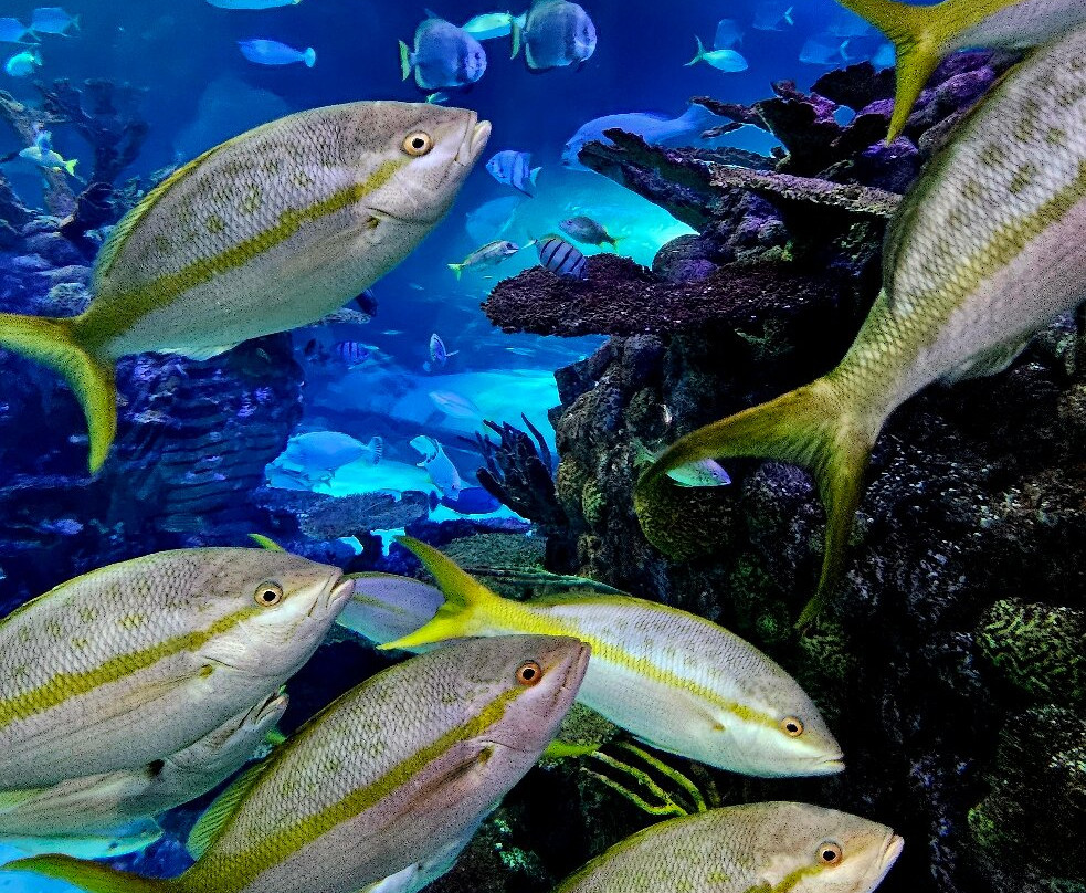 Aquarium At The Boardwalk-布兰森必去景点