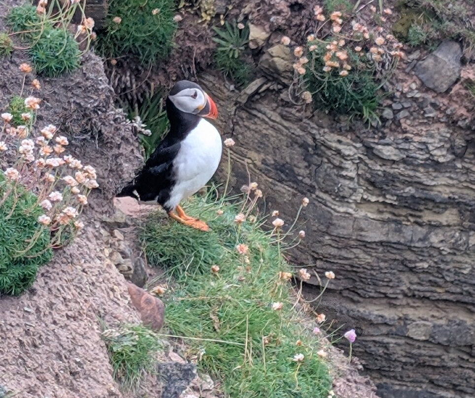 Wild Orkney Walks-Stromness必去景点