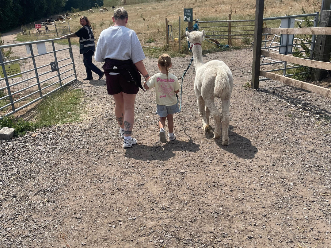 Charnwood Forest Alpacas-Boundary必去景点