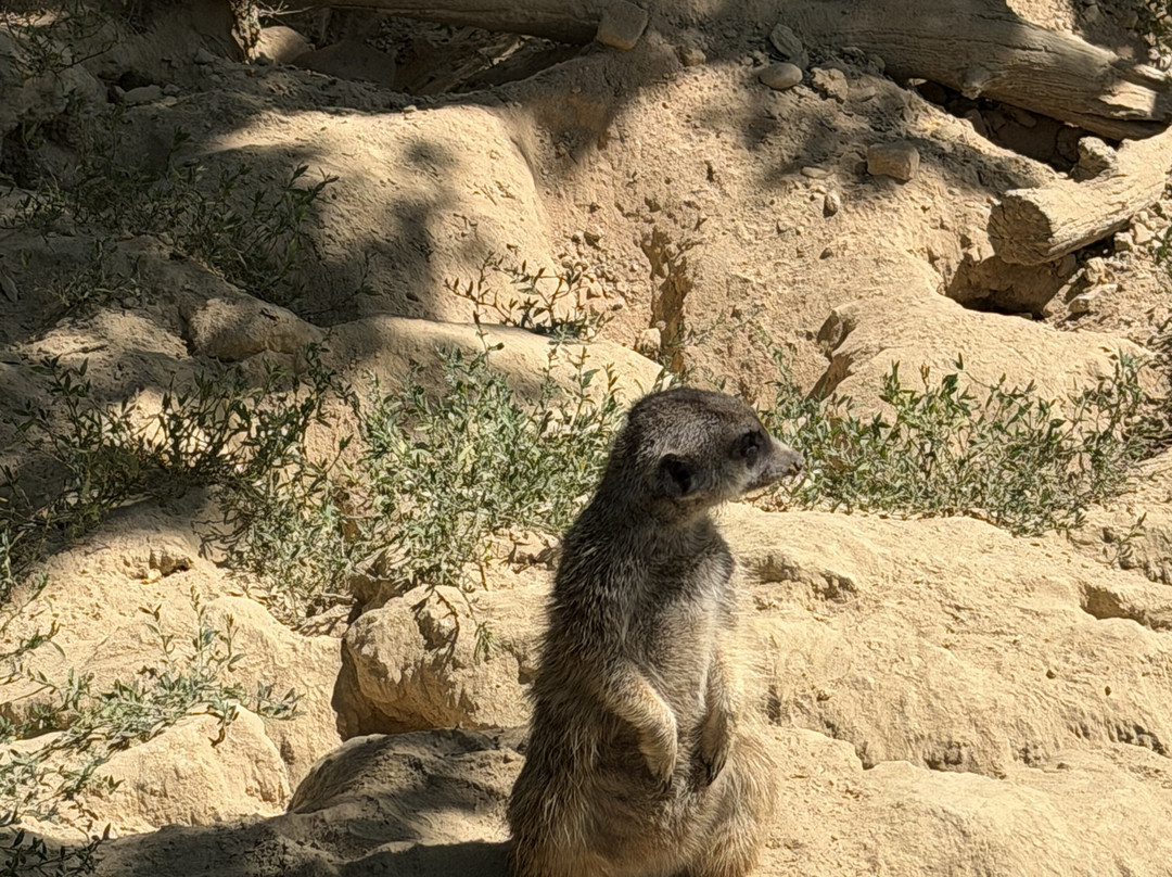 Parc Zoologique & Botanique de Mulhouse-米卢斯必去景点