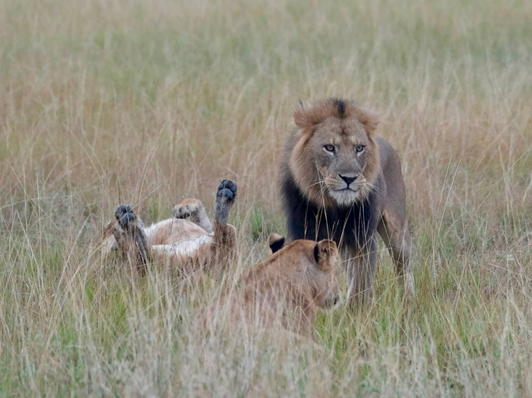 Kigezi Vima Safaris-Kibale National Park必去景点