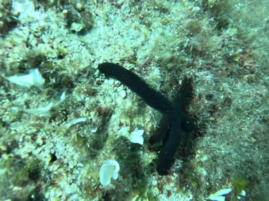 Orca Diving Ustica-Ustica必去景点