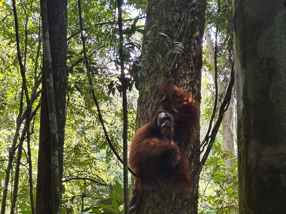 Sumatra Orangutan Explore-武吉拉旺必去景点