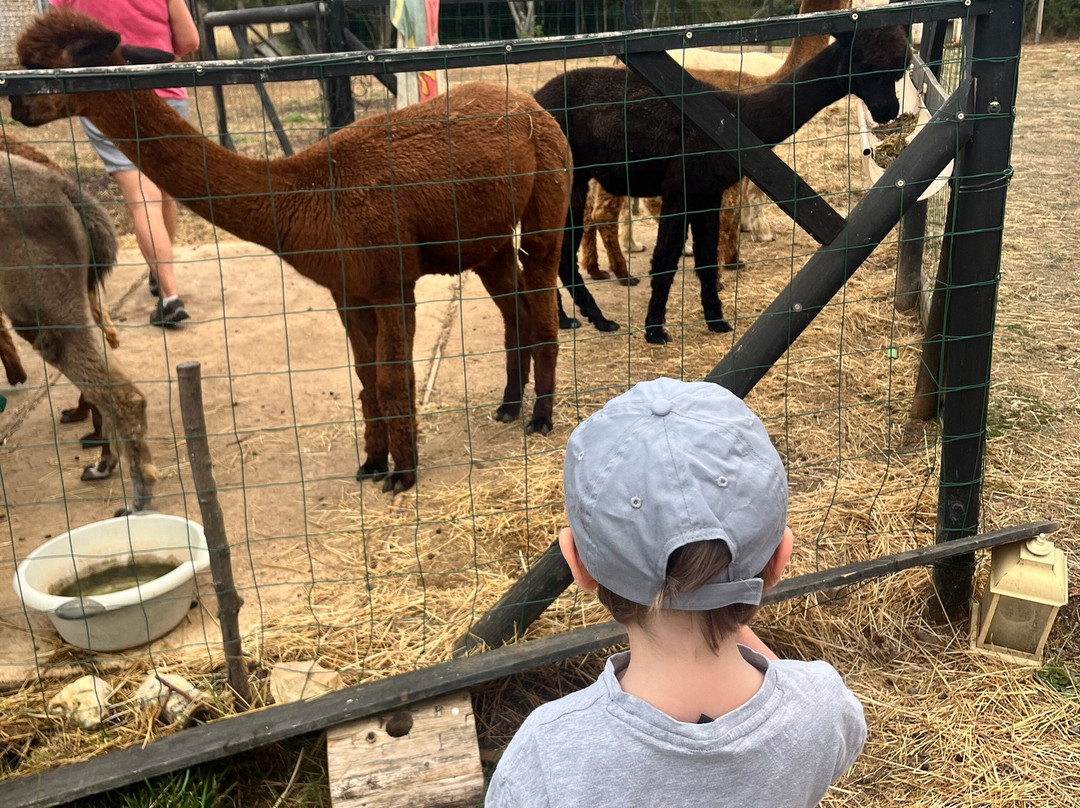 Nana Mac Alpaca Farm-Limalonges必去景点