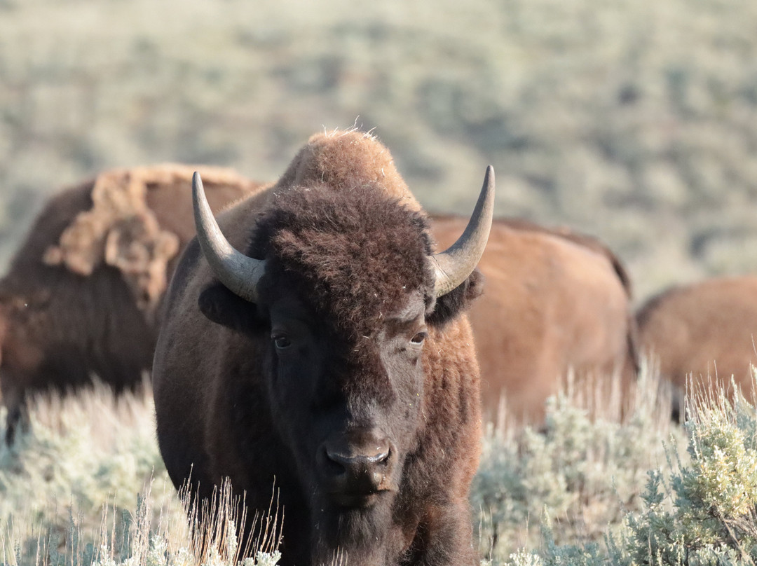 Yellowstone Wild-加德纳必去景点